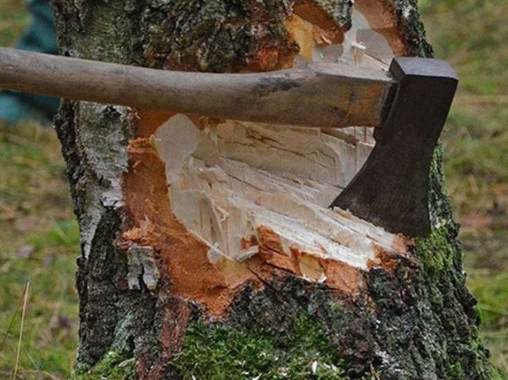 Bu rayonlarda ağacların kəsilməsi faktı ilə bağlı araşdırma başlanıldı