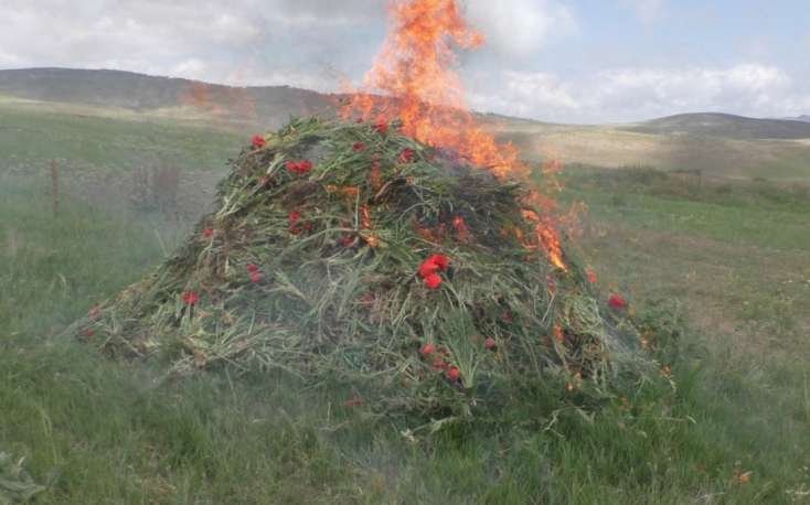 Yardımlıda xaş-xaş kolları məhv edildi
