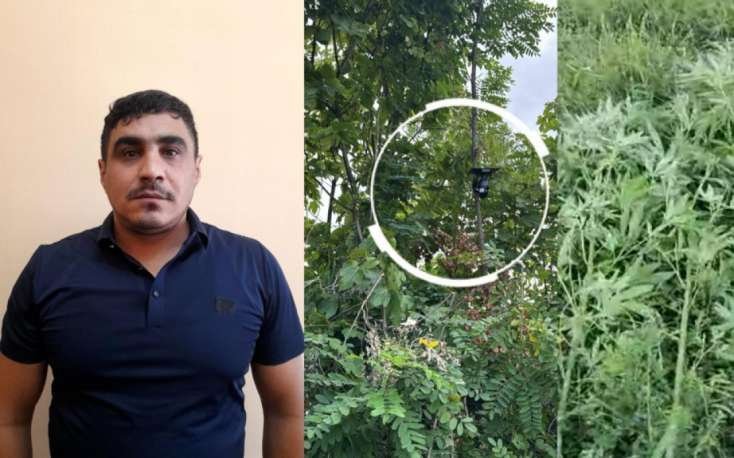Bağı narkotik plantasiyasına çevirən şəxs saxlanıldı